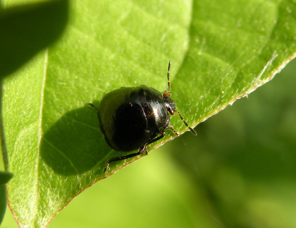 Plataspididae: Coptosoma scutellatum dei Berici (VI)